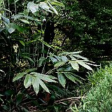 Sasa palmata Nebulosa